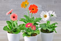 Loại hoa 'đẻ ra vàng', dễ trồng và mang đến tài lộc