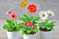 Loại hoa 'đẻ ra vàng', dễ trồng và mang đến tài lộc