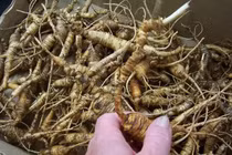 “Nhân sâm” được trồng lấy lá ăn như rau