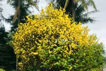 Cây mai gần 100 năm tuổi lên giá tiền tỷ vẫn không bán