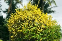 Cây mai gần 100 năm tuổi lên giá tiền tỷ vẫn không bán