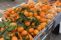 Cam, quýt Australia được bày bán khắp chợ Việt, giá siêu rẻ