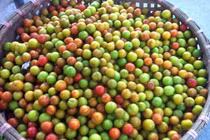 Những loại quả đầu hè dễ bị hàng Trung Quốc “đội lốt” 