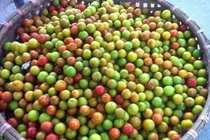 Những loại quả đầu hè dễ bị hàng Trung Quốc “đội lốt” 