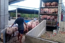 Toàn cảnh thịt lợn rớt giá kỷ lục khiến nông dân điêu đứng