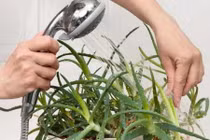 Những loại cây xanh nên trồng trong nhà tắm