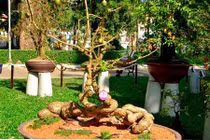 Lạ kỳ những chậu cóc cảnh dáng "dị" nhất từng thấy 