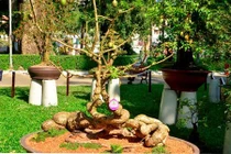 Lạ kỳ những chậu cóc cảnh dáng "dị" nhất từng thấy 