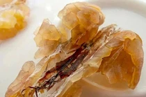 “Thần dược ếch nhái” đang “hot” 100 triệu đồng/kg có gì độc?