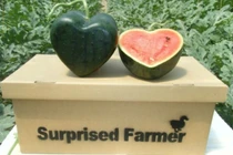 Diện mạo độc đáo của “siêu dưa hấu” Nhật