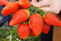 5 loại hoa quả đắt hơn vàng khiến nhà giàu Việt “phát cuồng“