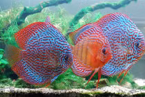 Loạt cá cảnh siêu đắt đỏ vẫn hút dân chơi Việt