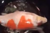 Choáng váng cá Koi trăm triệu bị rán giòn cho đại gia nhậu