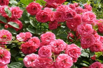 Tại sao hoa hồng Bulgaria nổi tiếng nhất thế giới?