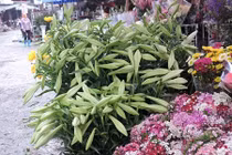 Choáng váng giá cực chát của hoa loa kèn đầu mùa