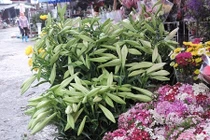 Choáng váng giá cực chát của hoa loa kèn đầu mùa