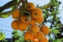 Nhót Nhật to như xoài, giá 4 triệu/kg có gì đặc biệt? 