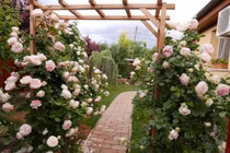 Ngắm vườn hồng đẹp như cổ tích của mẹ Việt ở Hungary 