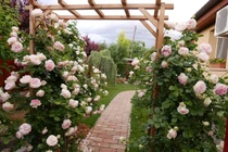 Ngắm vườn hồng đẹp như cổ tích của mẹ Việt ở Hungary 