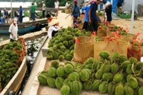 Ngắm thủ phủ sầu riêng tất bật vào mùa thu hoạch 