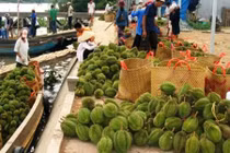 Ngắm thủ phủ sầu riêng tất bật vào mùa thu hoạch 