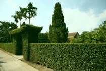 Những kiểu hàng rào bằng cây "kịch độc" ở Việt Nam 