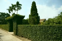 Những kiểu hàng rào bằng cây "kịch độc" ở Việt Nam 