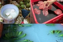 Cảnh tẩm hóa chất rợn người của thực phẩm Việt