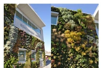 Ấn tượng ngôi nhà xanh có thảm thực vật trên tường