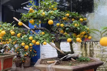 Bonsai chanh Úc vàng ươm lần đầu xuất hiện ở Hà Nội