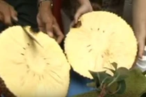 Cận cảnh mít không hạt gây sốt ở miền Tây 