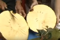 Cận cảnh mít không hạt gây sốt ở miền Tây 