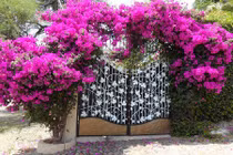 Mê mệt những cổng nhà hoa giấy đẹp “đốn tim”