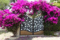 Mê mệt những cổng nhà hoa giấy đẹp “đốn tim”