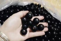 "Sốc toàn tập" sự thật về nho thân gỗ 200.000/kg