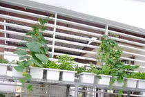 Ngoạn mục trang trí chung cư bằng vườn rau mini