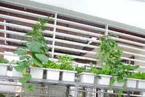 Ngoạn mục trang trí chung cư bằng vườn rau mini