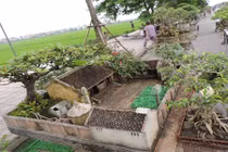 Tiểu cảnh từ bonsai đẹp mê hồn của nghệ nhân Hải Phòng