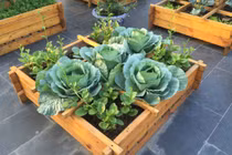 Nhà giàu Hà thành khoe vườn rau sạch khiến vạn người mê