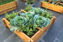 Nhà giàu Hà thành khoe vườn rau sạch khiến vạn người mê