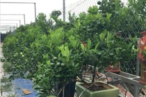 Ngắm vườn quất thế hứa hẹn "hốt" bạc tỷ ở Hà Nội