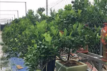 Ngắm vườn quất thế hứa hẹn "hốt" bạc tỷ ở Hà Nội