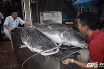 Nhà hàng HN xẻ thịt cá lăng cực hiếm 100 kg, bán giá 2 triệu/kg 
