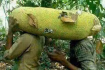 Cận cảnh mít siêu dài hơn 1 mét độc lạ đang hot ở VN