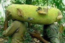 Cận cảnh mít siêu dài hơn 1 mét độc lạ đang hot ở VN