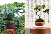 Những kiểu bonsai độc lạ làm nóng thị trường Tết 2017