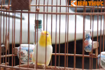 Chim khuyên đột biến gen giá 15.000 đô của ông chủ Hà Nội