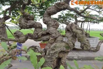 Cây lộc vừng cổ dáng dị nhất Việt Nam