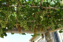 Mướt mắt những giàn nho trĩu quả trên sân thượng nhà phố