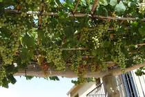 Mướt mắt những giàn nho trĩu quả trên sân thượng nhà phố